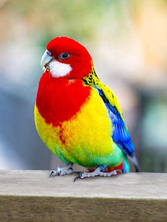 rosella